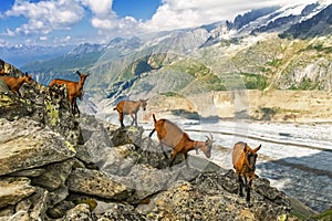 Beautiful idyllic alpine landscape with goats, Alps mountains and countryside in summer