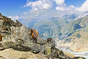 Beautiful idyllic alpine landscape with goats, Alps mountains and countryside in summer