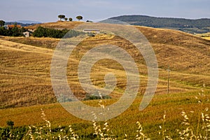 Beautiful idyllic summer landscape of Toscana, Italy with many mediterranean plants and field grasses.