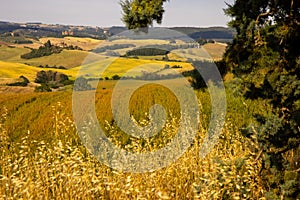 Beautiful idyllic summer landscape of Toscana, Italy with many mediterranean plants and field grasses.