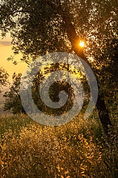 Beautiful idyllic summer landscape of Toscana, Italy with many mediterranean plants, olive trees and field grasses.