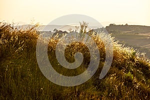 Beautiful idyllic summer landscape of Toscana, Italy with many mediterranean plants, olive trees and field grasses.