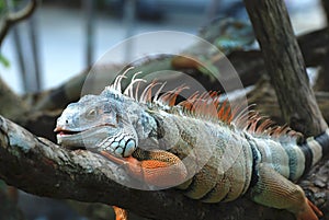 Beautiful iguana