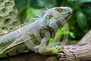 Beautiful Iguana lizard portrait on blurred background.