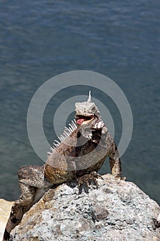 Beautiful iguana