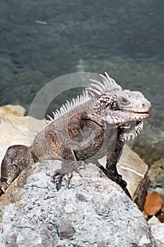 Beautiful iguana