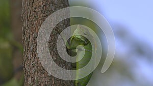 Beautiful iguana Perched on a Vibrant Tree Trunk in the Lush Wilderness