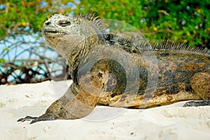 Beautiful iguana resting in the beach santa cruz