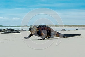 Beautiful iguana resting in the beach santa cruz