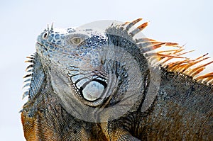 Beautiful Iguana Showing off his Spikes