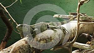 A beautiful iguana on a trunk photo