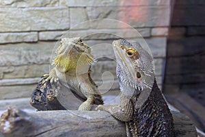 Beautiful iguanas in the terrarium