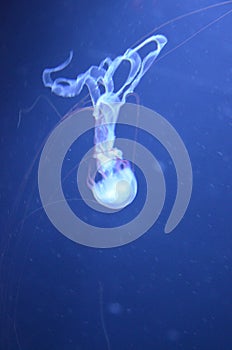 Beautiful illuminated jellyfish at aquarium in Berlin