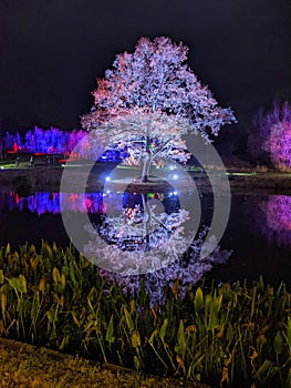 Beautiful illuminated tree with water reflection during a nighttime woodland stroll