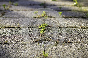 Beautiful illuminated weeds between tiles. Small plant