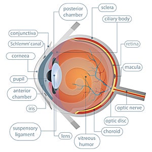 A beautiful illustration of an eye