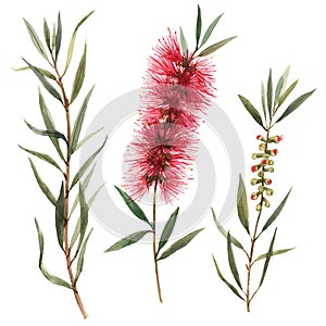 Watercolor australian callistemon flowers illustration