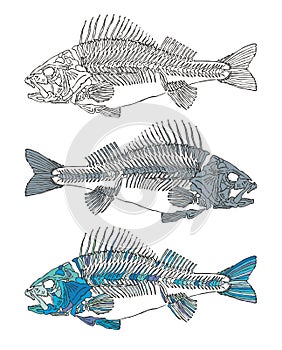 Beautiful illustration of a skeleton fish