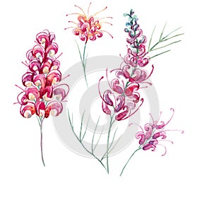 Watercolor australian grevillea flower photo