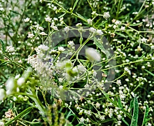 Beautiful imae of white vernonia cinerea flowering plants india
