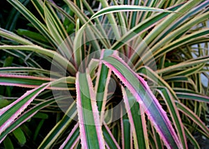 beautiful image of anana leaf with pink border photo