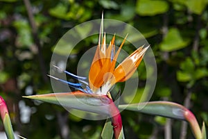 Beautiful image of a Bird of Paradise flower, Strelitzia reginae also called the Crane flower