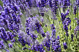 Beautiful image, blooming fragrant lavender flowers in the field. Blurred lavender flower background