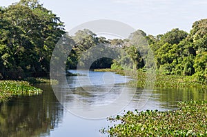 Beautiful image of the Brazilian wetland, region rich in fauna and flora