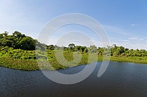 Beautiful image of the Brazilian wetland, region rich in fauna and flora