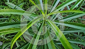 Beautiful image of cascabela thevetia plant leaf india