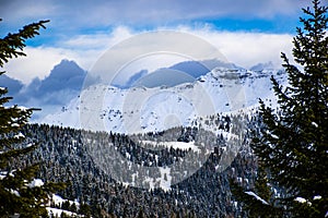 Snow pines and mountains one photo