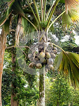 Beautiful image of coconuts growing on the high palm tree in jungle tropical forest