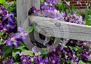 Beautiful image of colorful Clematis climbing on wood fence