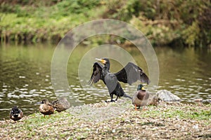 Beautiful image of Cormorant Phalacrocoracidae spreading wings i