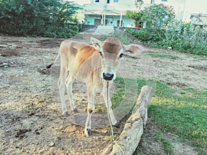 A beautiful image of cow calf