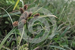 Beautiful image of cyperus difformis sedge plant india