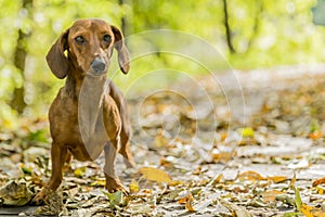 Beautiful image of a dachshund walking in the forest on a sunny autumn day