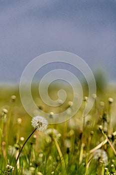 Beautiful image of a dandelion flower on a green meadow