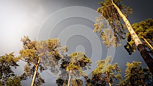 Beautiful image of dark black rainy clouds flying over high pine trees in forest. Calm nature before storm