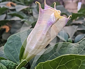 Beautiful image of datura metel flower india