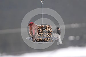 Beautiful image of finches on winter feeder