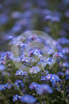 Beautiful image of forget-me-not Myosotis Scorpioides phlox flow