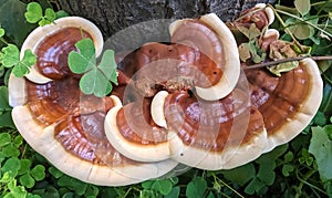 Beautiful image of ganoderma lingzhi fongus on tree trunks india
