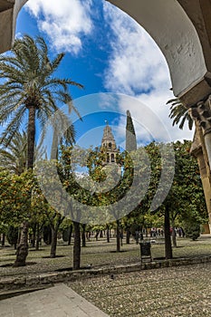 Beautiful image of a garden with orange trees and palm trees