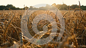 Beautiful Image of Golden Wheat Field.