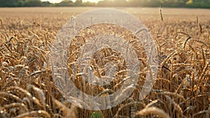 Beautiful Image of Golden Wheat Field.