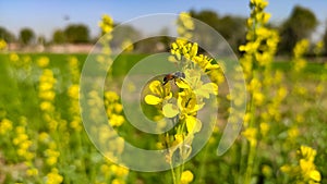 Honey bee on yellow mustard crop flower, close up view