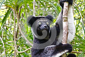 Beautiful image of the Indri lemur Indri Indri