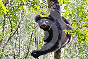 Beautiful image of the Indri lemur Indri Indri photo