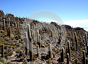 beautiful image of the island of pescado in the salar de uyuni with giant cacti and salt sea landscape